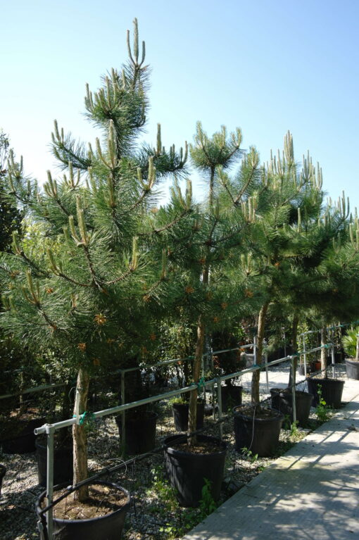 Pinus Nigra Nigra - Oostenrijkse Den - Afbeelding 2