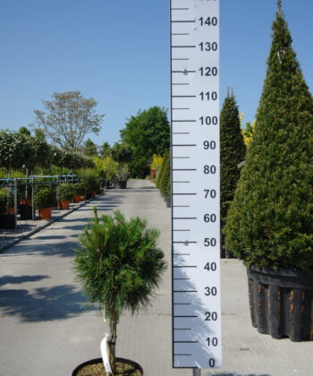 Pinus Sylvestris Moseri op stam