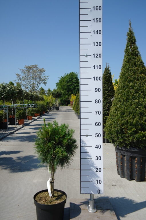 Pinus Sylvestris Moseri op stam