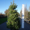 Pinus Sylvestris - Grove Den