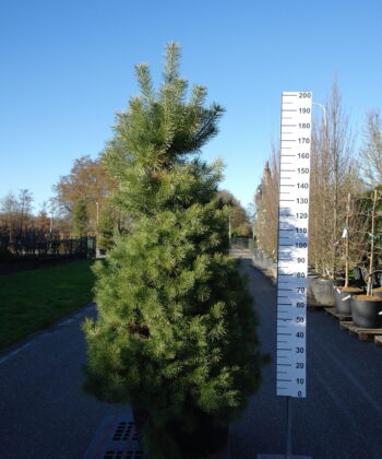 Pinus Sylvestris - Grove Den