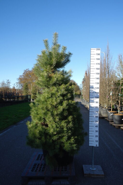 Pinus Sylvestris - Grove Den