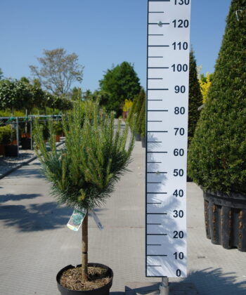 Pinus Sylvestris Watereri op stam - Grove Den
