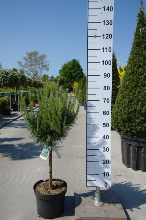 Pinus Sylvestris Watereri op stam - Grove Den