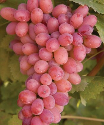 Roze druif (Vitis vinifera 'Piroschka')