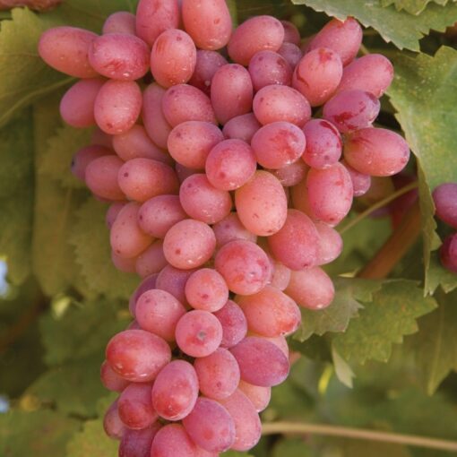 Vitis Vinifera 'Piroschka' - roze druif