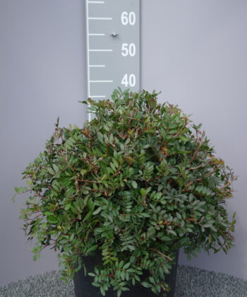 Pistache Lentiscus