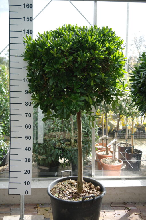 Pittosporum tobira Nanum