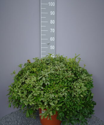 Pittosporum tobira Nanum 'Neige de mont ventoux' - Australische Laurier