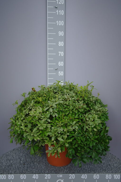 Pittosporum tobira Nanum 'Neige de mont ventoux' - Australische Laurier