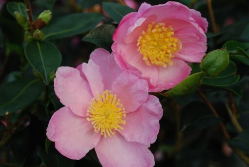 Camellia Sasanqua 'Plantation pink' - Afbeelding 2