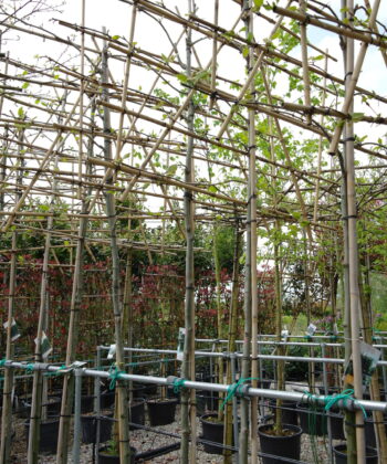 Platanus hispanica leiboom