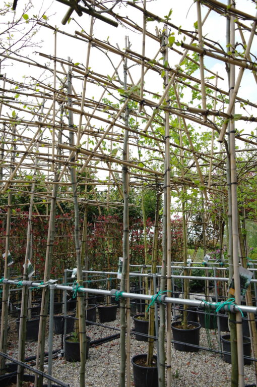 Platanus hispanica leiboom