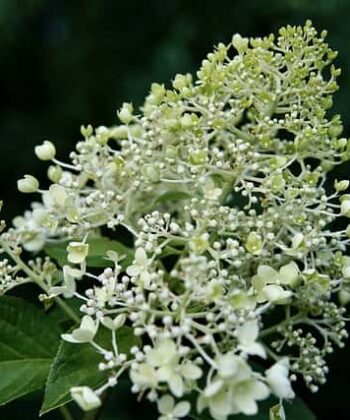 Pluimhortensia