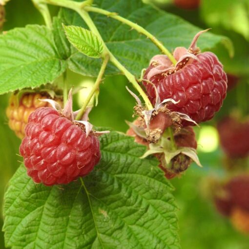 Rubus idaeus 'Pokusa'- framboos