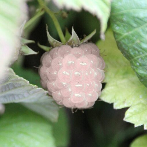 Rubus 'Polar Berry' - Braam