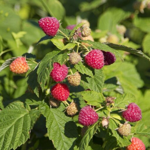 Rubus idaeus 'Preussen 1'- framboos