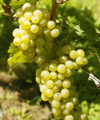 Vitis Vinifera 'Primus' pitloos
