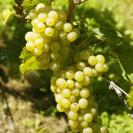 Vitis Vinifera 'Primus' pitloos