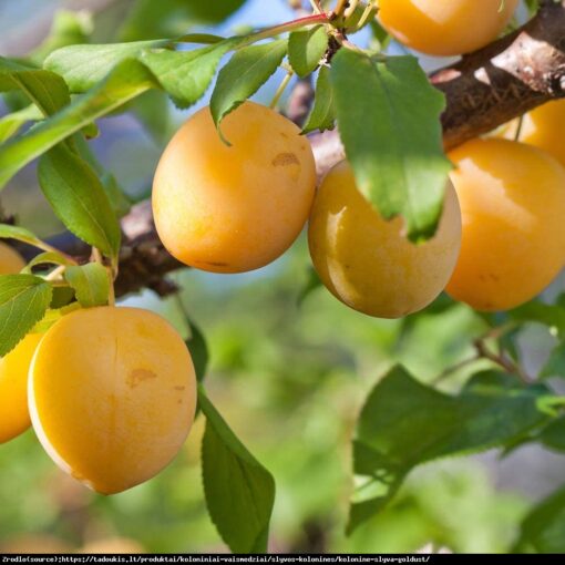 Prunus domestica nano 'Gold Dust' - dwerg pruim - Afbeelding 2