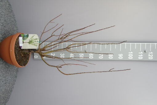 Prunus domestica nano 'Gold Dust' - dwerg pruim