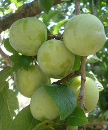 Prunus domestica 'Reine Claude Verte'