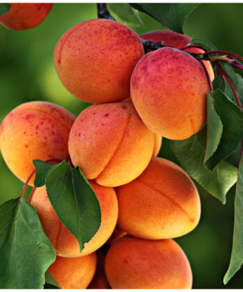 Prunus a. 'Bergeron' - Abrikoos