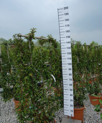 Prunus Lusitanica Brenelia leirek