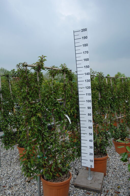 Prunus Lusitanica Brenelia leirek