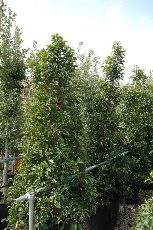 Prunus Lusitanica Brenelia piramide