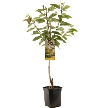 Prunus avium 'Donissens Gold' - Kersenboom