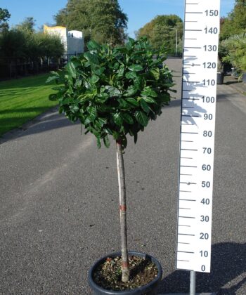 Prunus Laurocerasus Novita