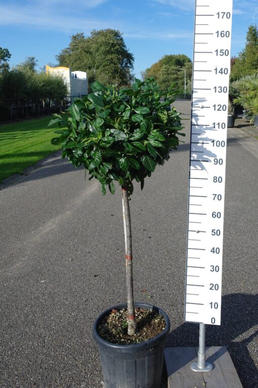 Prunus Laurocerasus Novita