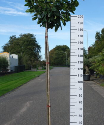 Prunus Laurocerasus 'Novita'