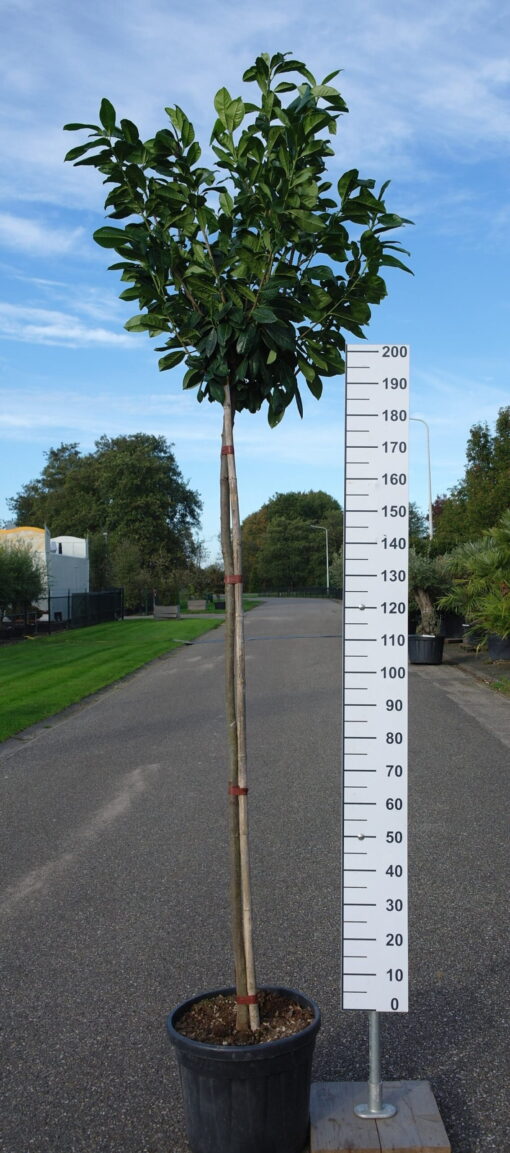 Prunus Laurocerasus 'Novita'