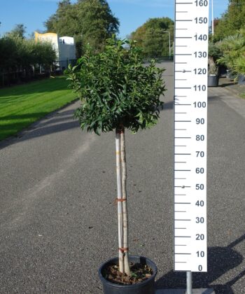 Prunus Lusitanica Angustifolia op stam
