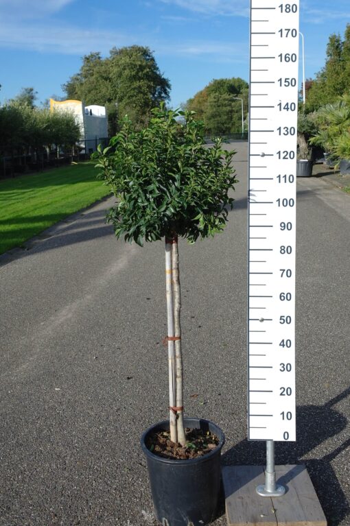 Prunus Lusitanica Angustifolia op stam