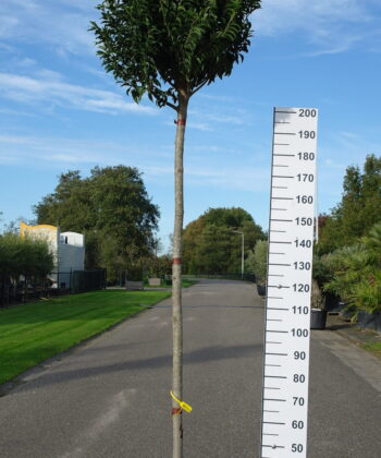 Prunus Lusitanica Angustifolia op stam