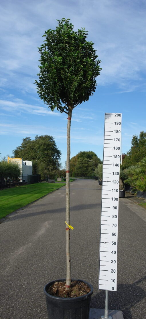 Prunus Lusitanica Angustifolia op stam