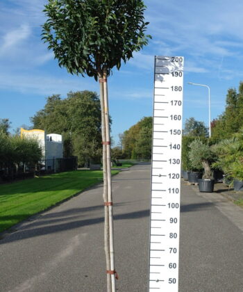Prunus Lusitanica Angustifolia op stam