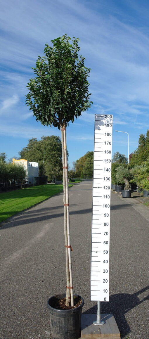Prunus Lusitanica Angustifolia op stam