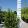 Prunus Lusitanica Angustifolia