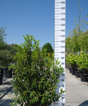 Prunus Lusitanica Angustifolia