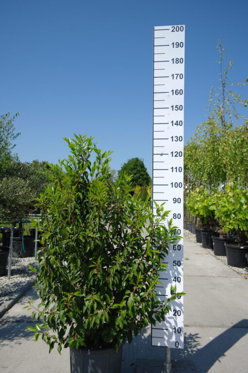 Prunus Lusitanica Angustifolia