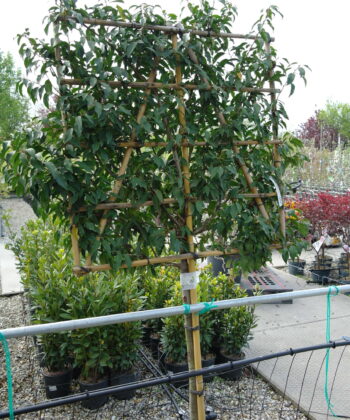 Prunus Lusitanica Angustifolia leiboom