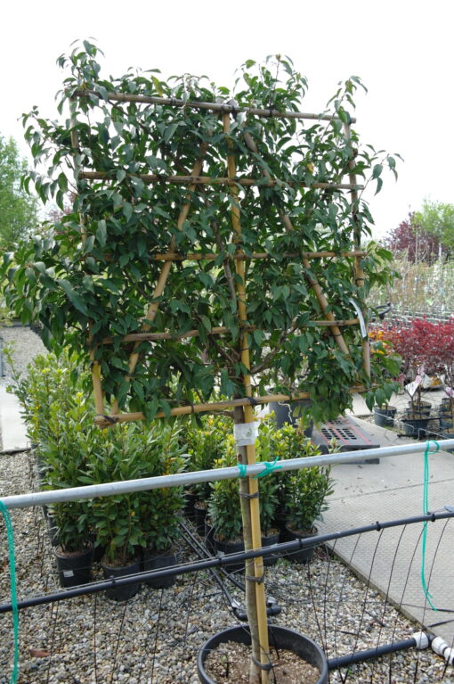 Prunus Lusitanica Angustifolia leiboom