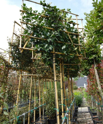 Prunus Novita leiboom