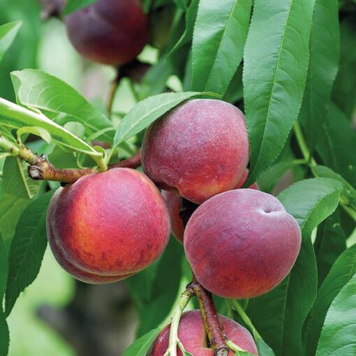 Prunus Persica - Perzik