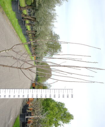 Prunus dom. 'Reine Claude d'oullins' multistam