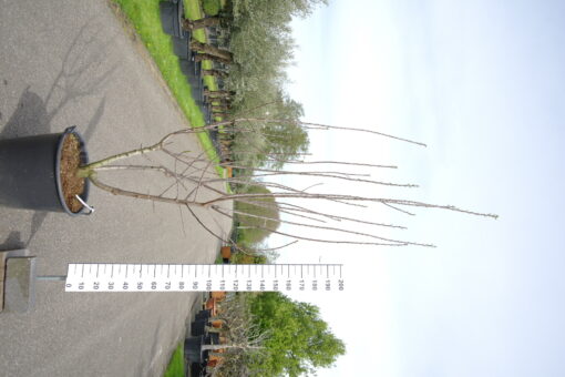Prunus dom. 'Reine Claude d'oullins' multistam